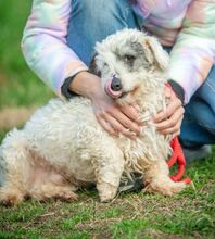 VATTE, Hund, Mischlingshund in Ungarn - Bild 3