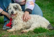 VATTE, Hund, Mischlingshund in Ungarn - Bild 4