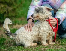 VATTE, Hund, Mischlingshund in Ungarn - Bild 6