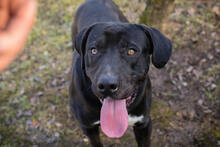 PIPER, Hund, Labrador-Mix in Kroatien - Bild 1