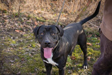 PIPER, Hund, Labrador-Mix in Kroatien - Bild 2