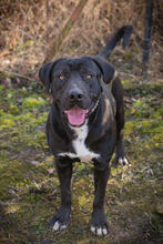 PIPER, Hund, Labrador-Mix in Kroatien - Bild 3