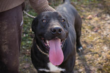 PIPER, Hund, Labrador-Mix in Kroatien - Bild 4