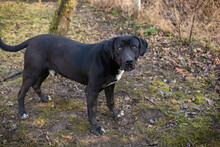 PIPER, Hund, Labrador-Mix in Kroatien - Bild 5