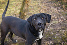 PIPER, Hund, Labrador-Mix in Kroatien - Bild 6