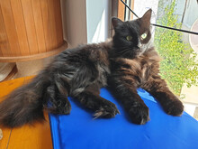 CHERRY, Katze, Europäische Langhaarkatze in Bulgarien