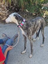 MALANDARDEJUANICO, Hund, Galgo Español in Spanien - Bild 2