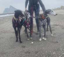 MALANDARDEJUANICO, Hund, Galgo Español in Spanien - Bild 3