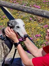 MALANDARDEJUANICO, Hund, Galgo Español in Spanien - Bild 4