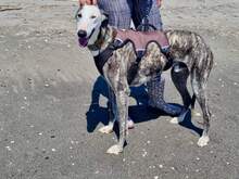 MALANDARDEJUANICO, Hund, Galgo Español in Spanien - Bild 6