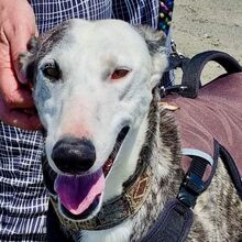 MALANDARDEJUANICO, Hund, Galgo Español in Spanien - Bild 7