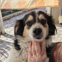NINA, Hund, Mischlingshund in Rumänien