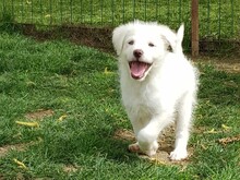 BOWIE, Hund, Mischlingshund in Rumänien