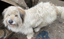 LUNA, Hund, Mischlingshund in Rumänien - Bild 1