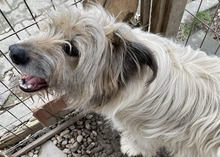 LUNA, Hund, Mischlingshund in Rumänien - Bild 5