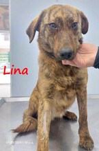 LINA, Hund, Mischlingshund in Schleswig