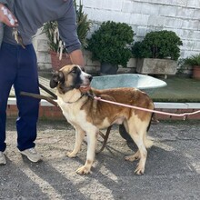 SIMBA, Hund, Mastin Español in Spanien - Bild 3