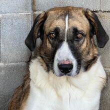 SIMBA, Hund, Mastin Español in Spanien - Bild 5