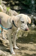 WILLY, Hund, Labrador Retriever in Darmstadt - Bild 3