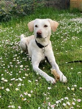 WILLY, Hund, Labrador Retriever in Radevormwald - Bild 4