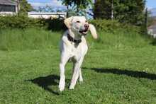 WILLY, Hund, Labrador Retriever in Radevormwald - Bild 5