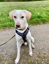 WILLY, Hund, Labrador Retriever in Radevormwald - Bild 6