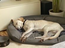 WILLY, Hund, Labrador Retriever in Radevormwald - Bild 7