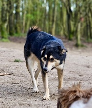 JOSIE, Hund, Mischlingshund in Wangels - Bild 1