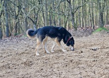 JOSIE, Hund, Mischlingshund in Wangels - Bild 2