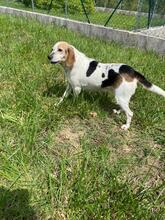PRISCILLA, Hund, Beagle in Italien