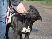 ADELA, Hund, Labrador Retriever-Mix in Ungarn - Bild 10