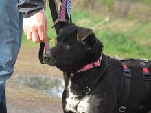 ADELA, Hund, Labrador Retriever-Mix in Ungarn - Bild 11