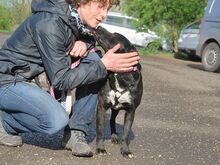 ADELA, Hund, Labrador Retriever-Mix in Ungarn - Bild 12