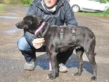 ADELA, Hund, Labrador Retriever-Mix in Ungarn - Bild 13