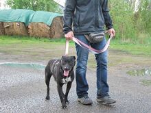 ADELA, Hund, Labrador Retriever-Mix in Ungarn - Bild 14