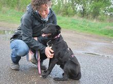 ADELA, Hund, Labrador Retriever-Mix in Ungarn - Bild 15