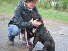 ADELA, Hund, Labrador Retriever-Mix in Ungarn - Bild 16