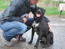 ADELA, Hund, Labrador Retriever-Mix in Ungarn - Bild 17