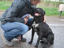 ADELA, Hund, Labrador Retriever-Mix in Ungarn - Bild 18