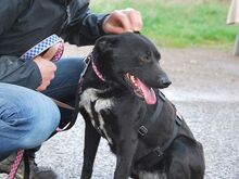 ADELA, Hund, Labrador Retriever-Mix in Ungarn - Bild 19