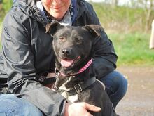 ADELA, Hund, Labrador Retriever-Mix in Ungarn - Bild 2