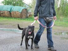 ADELA, Hund, Labrador Retriever-Mix in Ungarn - Bild 20