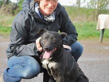 ADELA, Hund, Labrador Retriever-Mix in Ungarn - Bild 22