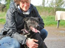 ADELA, Hund, Labrador Retriever-Mix in Ungarn - Bild 23