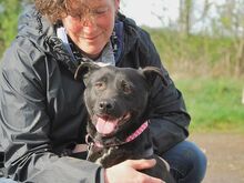 ADELA, Hund, Labrador Retriever-Mix in Ungarn - Bild 24