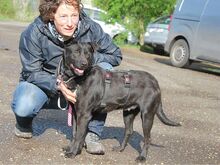 ADELA, Hund, Labrador Retriever-Mix in Ungarn - Bild 3