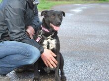 ADELA, Hund, Labrador Retriever-Mix in Ungarn - Bild 4