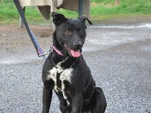 ADELA, Hund, Labrador Retriever-Mix in Ungarn - Bild 5