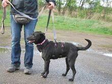 ADELA, Hund, Labrador Retriever-Mix in Ungarn - Bild 6