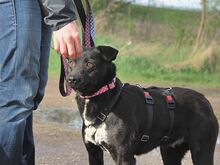 ADELA, Hund, Labrador Retriever-Mix in Ungarn - Bild 7